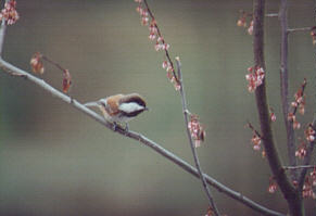 Chickadee