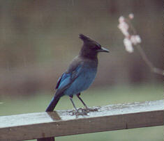 Steller Blue Jay