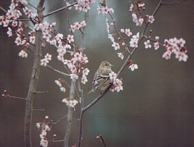 Baby Gold Finch?